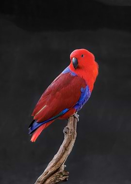 Red and Blue Parrot on Branch