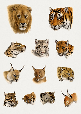 Wild Cat Animals