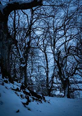 Winter Trees in Snow