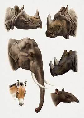 Mammals Animals