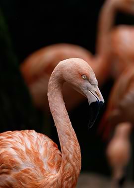 Flamingo Portrait with Dark Background