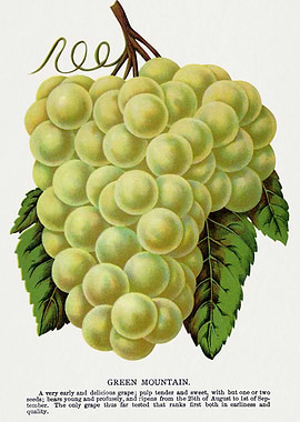Green Mountain Grape Vintage Illustration