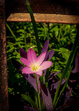Caged by rust lies a pink Flower with Purple Leaves