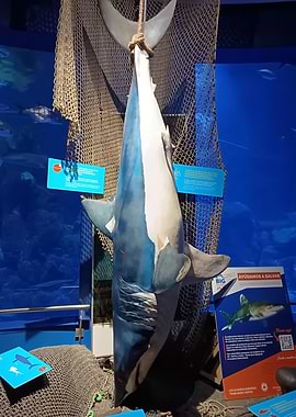 The Oceanographic: Shark