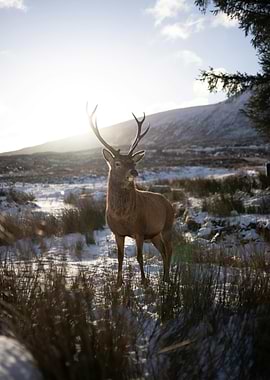 Majestic Deer in Snowy Landscape