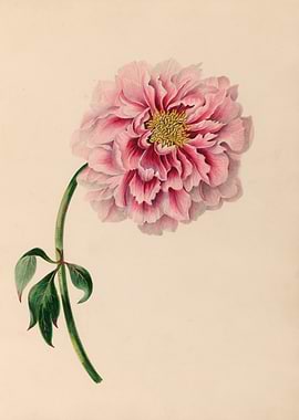 Pink Peony Botanical Illustration
