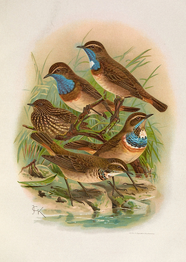 Bluethroat Birds Vintage Illustration