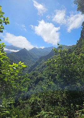 Lush Green Madeira Mountain