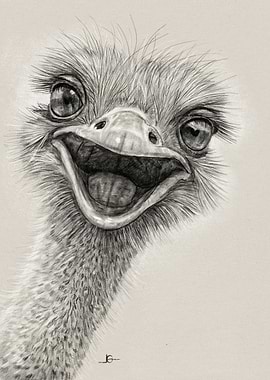 Smiling Ostrich Portrait