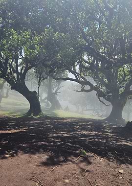 Misty Laurel Forest – Madeira