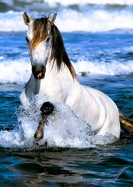 White Horse Splashing in Blue Ocean