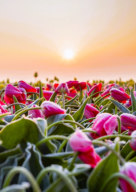 Tulips at Sunrise
