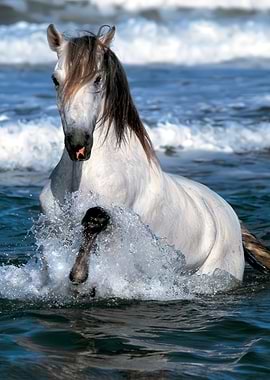 White Horse Splashing in Blue Ocean