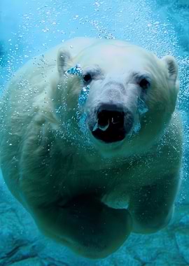 Polar Bear Swimming Underwater Close-Up
