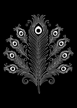 White Peacock Feather on Black Background