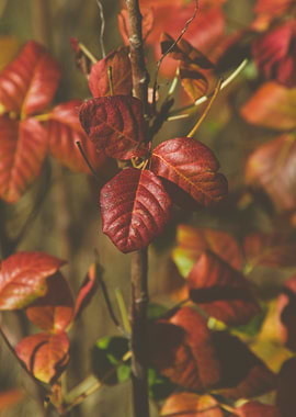 Autumn Leaves on a Branch