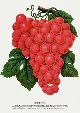 Vergennes Grapes Vintage Illustration