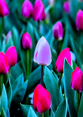 Pink and Purple Tulip Garden