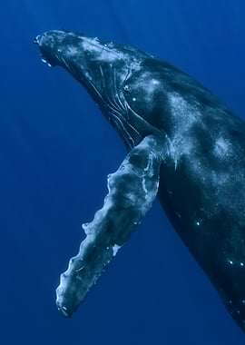 Humpback Whale Underwater Portrait
