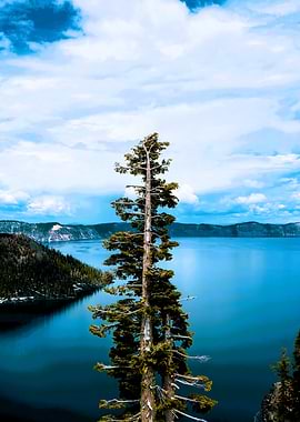 Crater Lake Landscape with Pine Tree