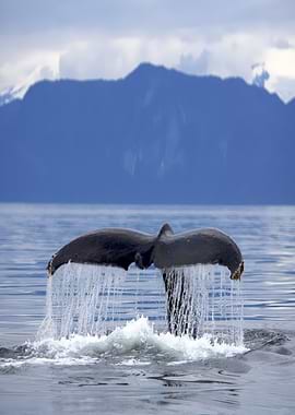 Whale Tail Plunging into Ocean