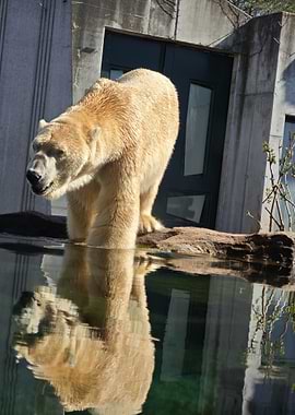 Polar Bear in Water Reflection