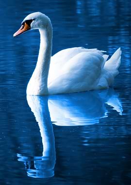 Elegant Swan on Water