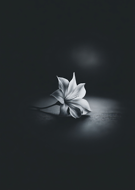 Monochrome Flower Still Life