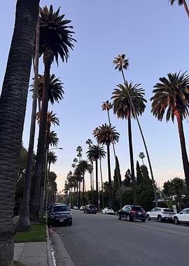 Palm Drive