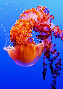 Jellyfish in Blue Water