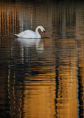 Swan on Water with Reflections