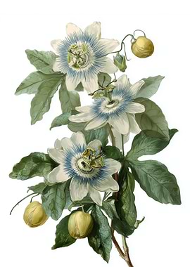 Passion Flower Botanical Illustration