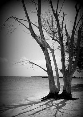 Monochrome Trees by the Sea