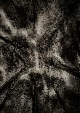 Monochrome Trees Canopy View