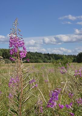 Summer Flowers in a Meadow