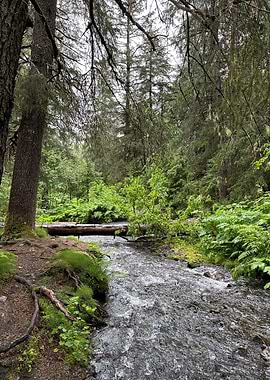 Forest Stream with Fallen Log Bridge