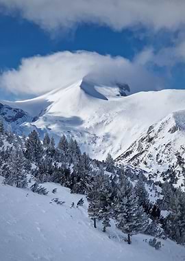 Snowy Mountain Peak with Pine Trees