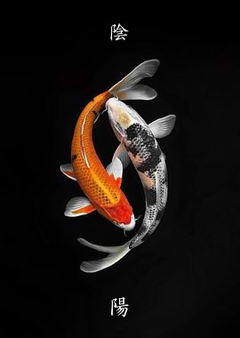 Yin Yang Koi Fish