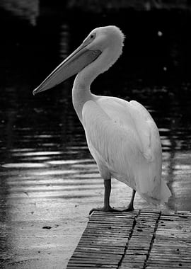 Pelican portrait in black and white