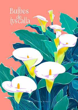 Bulbes de lys calla | WFM