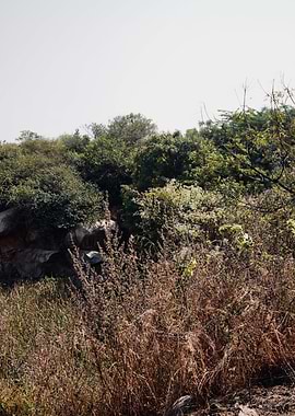 Quiet Wilderness on a Sunlit Hillside