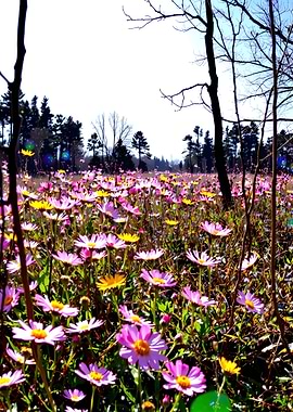 Field of Pink and Yellow Daisies