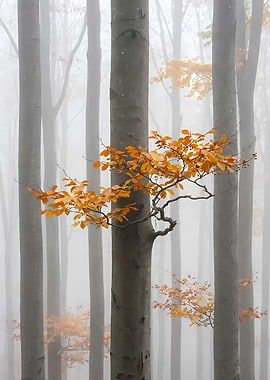 Autumnal Forest in Mist