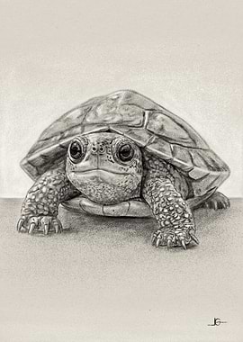 Detailed Turtle Pencil Drawing