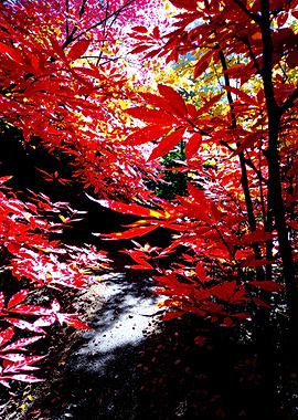 Autumn Red Leaves Forest Path