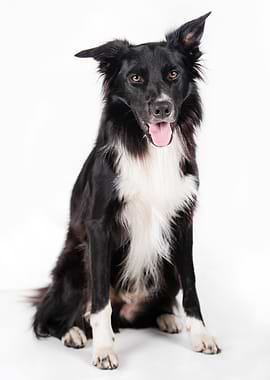 Border Collie Portrait on White Background