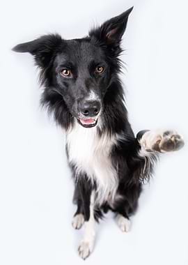 Border Collie Giving Paw on White