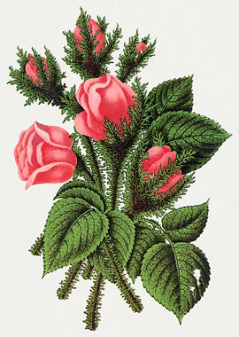 Vintage Pink Rose Floral Illustration