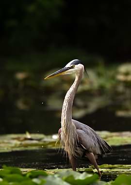 the mighty great blue heron