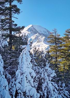 Snowy Mountain Peak Through Winter Forest